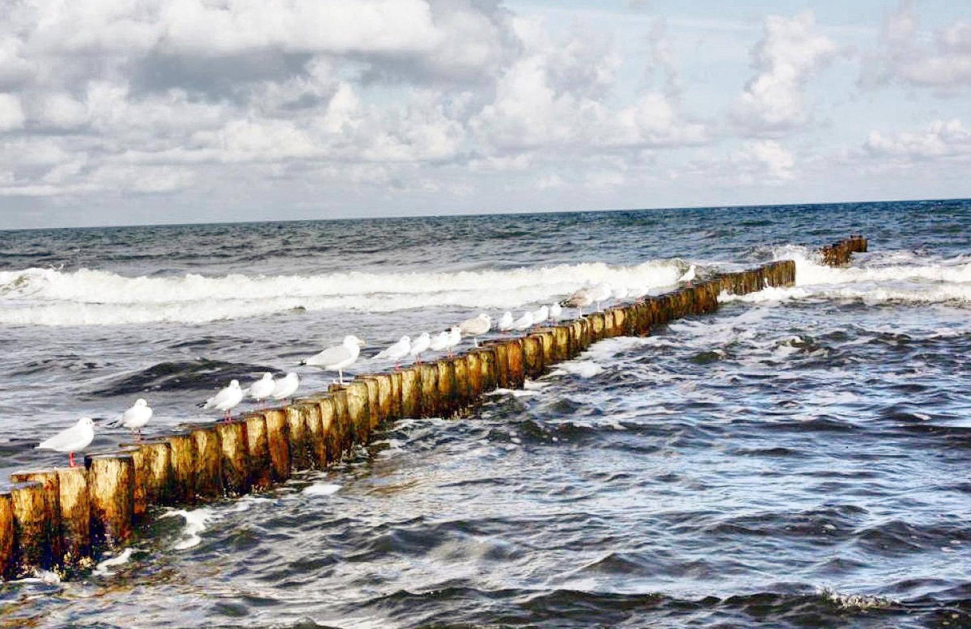 Haus Seegurke Zingst Kültér fotó